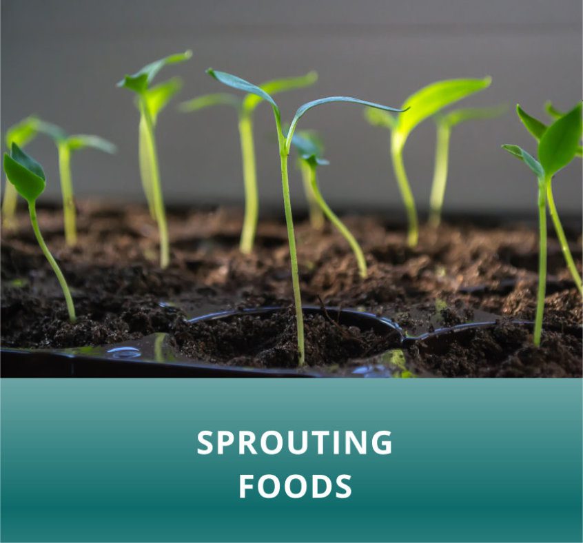 paprika plants in pots on window sill