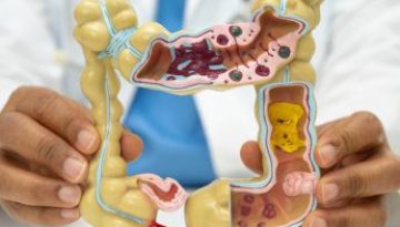 Intestine, appendix and digestive system, doctor holding anatomy